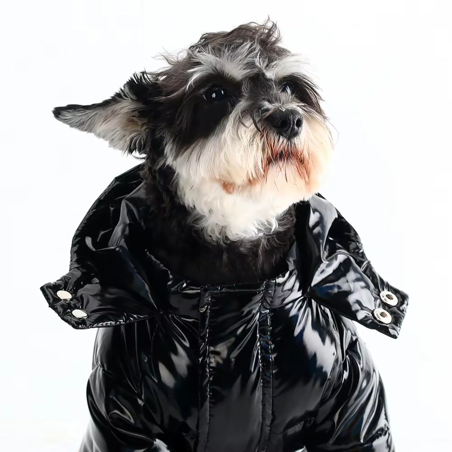 Pet Dog Down Jacket  Dog Winter Jacket Luxury Clothes Opp  Classic  Cartoon  High  Autumn Winter